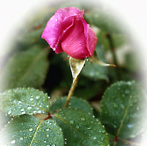 I'm as beautiful as roses
